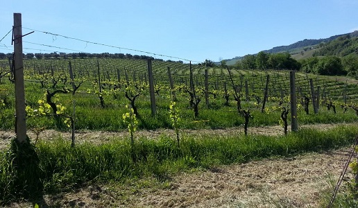 Gaiospino, le montagne russe del Verdicchio (1) 