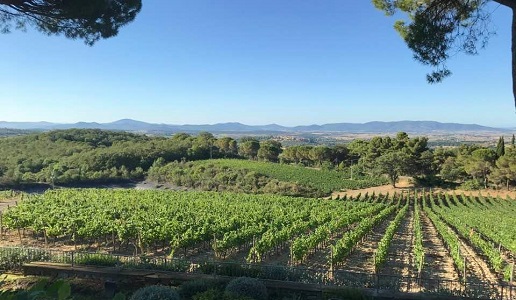 Maremma Fattoria di Magliano vigneti