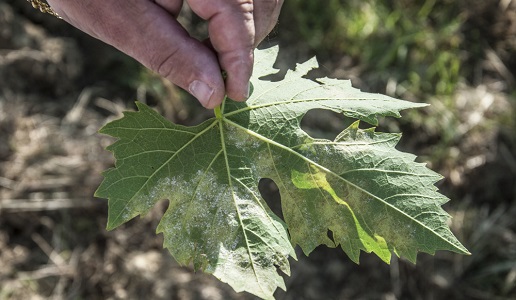 Peronospora della vite