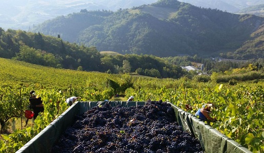 vendemmia fattoria nicolucci