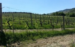 Gaiospino, le montagne russe del Verdicchio (2)